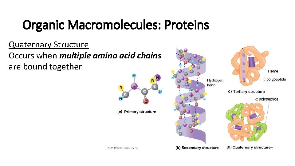 Organic Macromolecules: Proteins Quaternary Structure Occurs when multiple amino acid chains are bound together Organic Macromolecules: Proteins Quaternary Structure Occurs when multiple amino acid chains are bound together