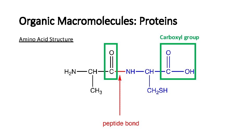 Organic Macromolecules: Proteins Amino Acid Structure Carboxyl group 