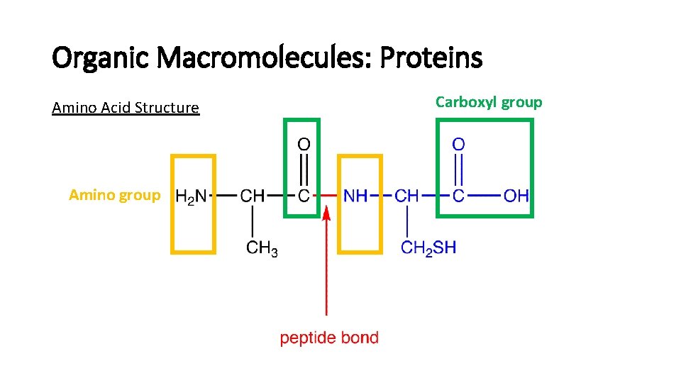 Organic Macromolecules: Proteins Amino Acid Structure Amino group Carboxyl group 