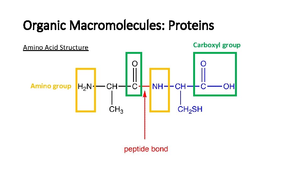 Organic Macromolecules: Proteins Amino Acid Structure Amino group Carboxyl group Organic Macromolecules: Proteins Amino Acid Structure Amino group Carboxyl group