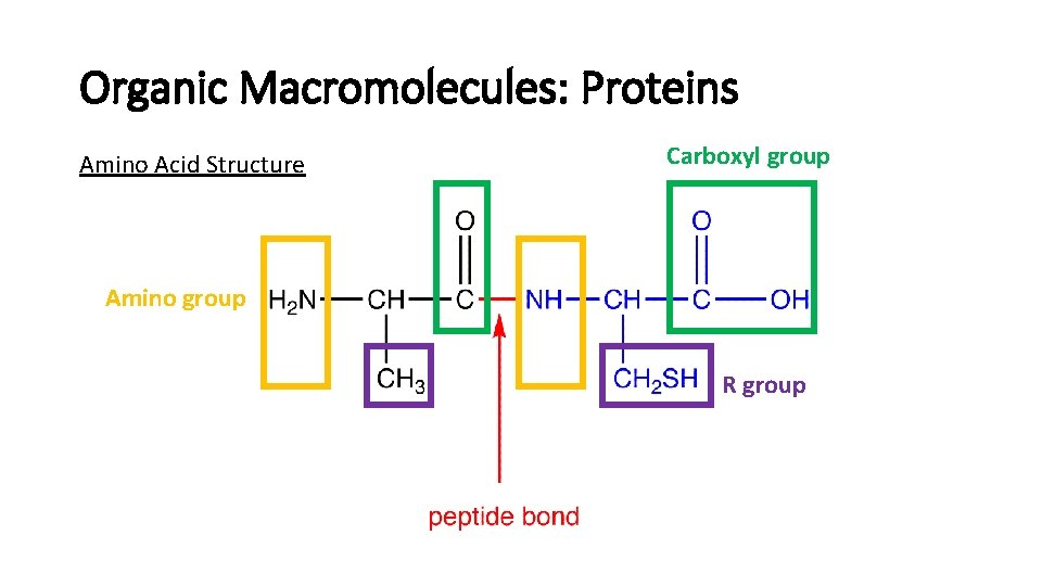 Organic Macromolecules: Proteins Amino Acid Structure Carboxyl group Amino group R group 