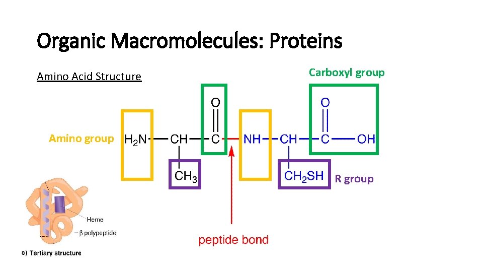 Organic Macromolecules: Proteins Amino Acid Structure Carboxyl group Amino group R group 