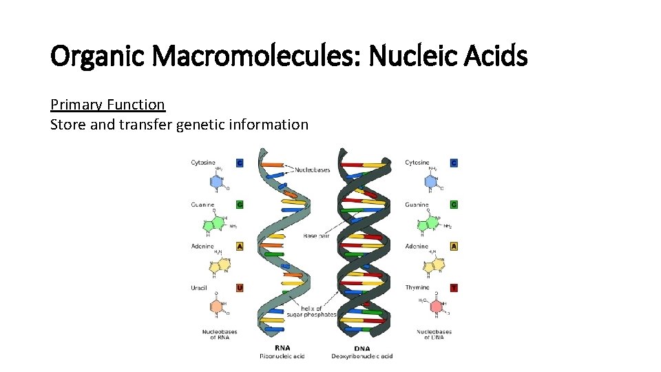 Organic Macromolecules: Nucleic Acids Primary Function Store and transfer genetic information 