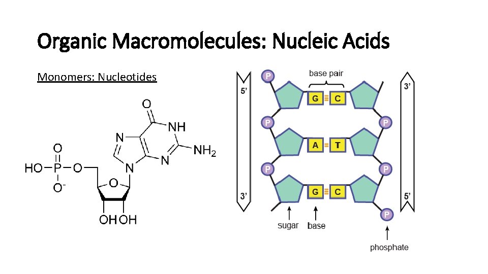 Organic Macromolecules: Nucleic Acids Monomers: Nucleotides 