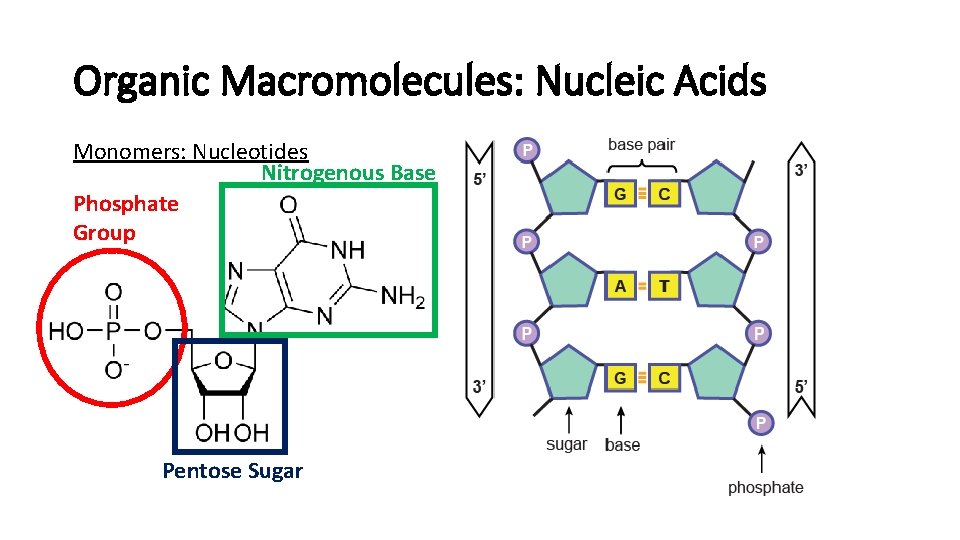 Organic Macromolecules: Nucleic Acids Monomers: Nucleotides Nitrogenous Base Phosphate Group Pentose Sugar 