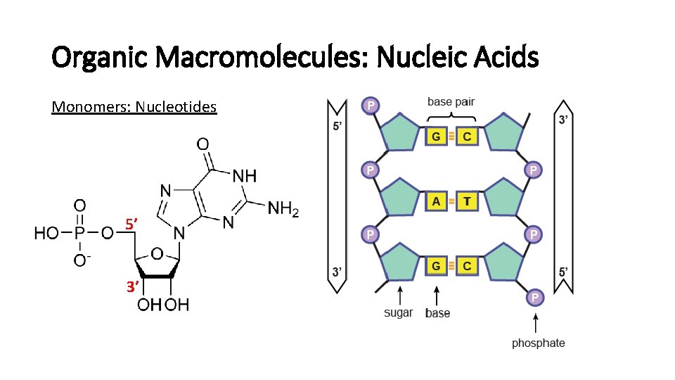 Organic Macromolecules: Nucleic Acids Monomers: Nucleotides 5’ 3’ 