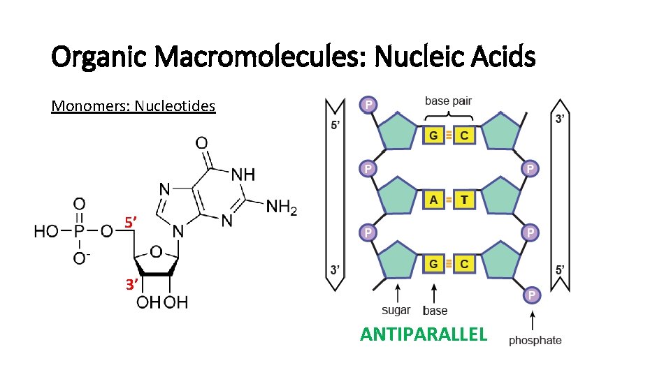 Organic Macromolecules: Nucleic Acids Monomers: Nucleotides 5’ 3’ ANTIPARALLEL 