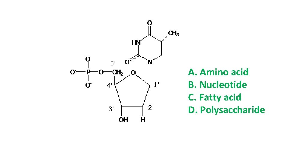 A. Amino acid B. Nucleotide C. Fatty acid D. Polysaccharide A. Amino acid B. Nucleotide C. Fatty acid D. Polysaccharide