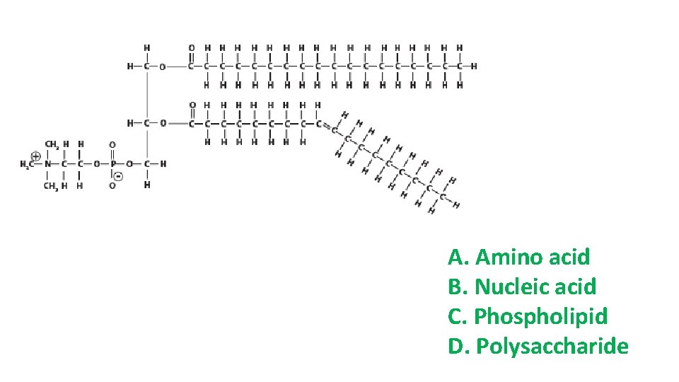 A. Amino acid B. Nucleic acid C. Phospholipid D. Polysaccharide 