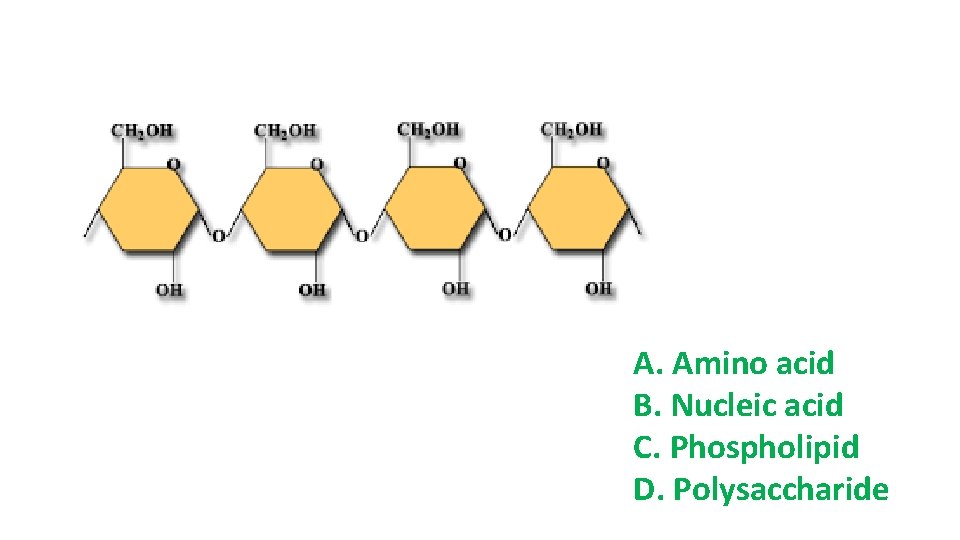 A. Amino acid B. Nucleic acid C. Phospholipid D. Polysaccharide 