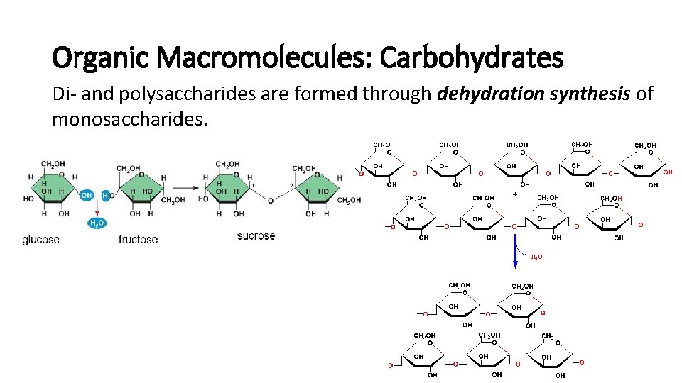 Organic Macromolecules: Carbohydrates Di- and polysaccharides are formed through dehydration synthesis of monosaccharides. Organic Macromolecules: Carbohydrates Di- and polysaccharides are formed through dehydration synthesis of monosaccharides.
