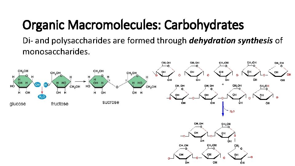 Organic Macromolecules: Carbohydrates Di- and polysaccharides are formed through dehydration synthesis of monosaccharides. 