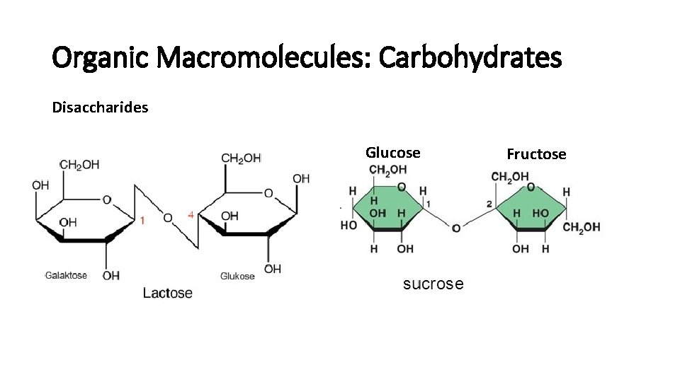 Organic Macromolecules: Carbohydrates Disaccharides Glucose Fructose 