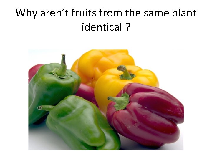 Why aren’t fruits from the same plant identical ? 
