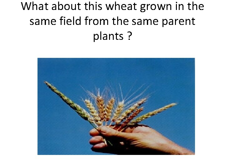 What about this wheat grown in the same field from the same parent plants