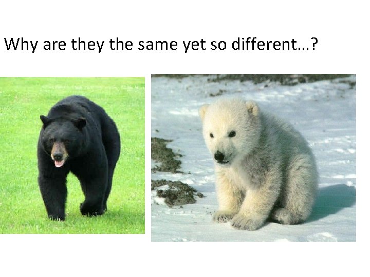 Why are they the same yet so different…? 