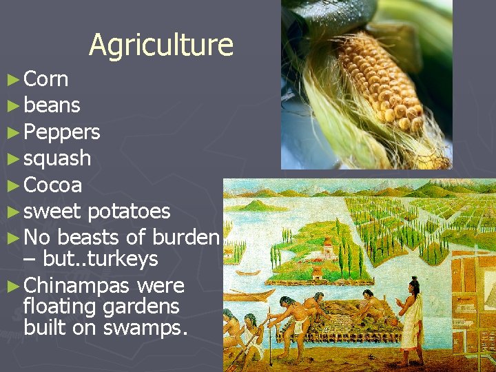 Agriculture ► Corn ► beans ► Peppers ► squash ► Cocoa ► sweet potatoes