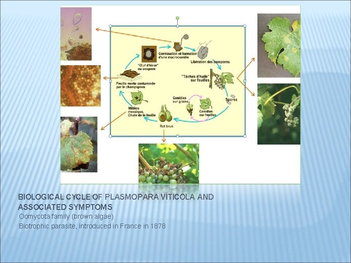 BIOLOGICAL CYCLE OF PLASMOPARA VITICOLA AND ASSOCIATED SYMPTOMS Oomycota family (brown algae) Biotrophic parasite,