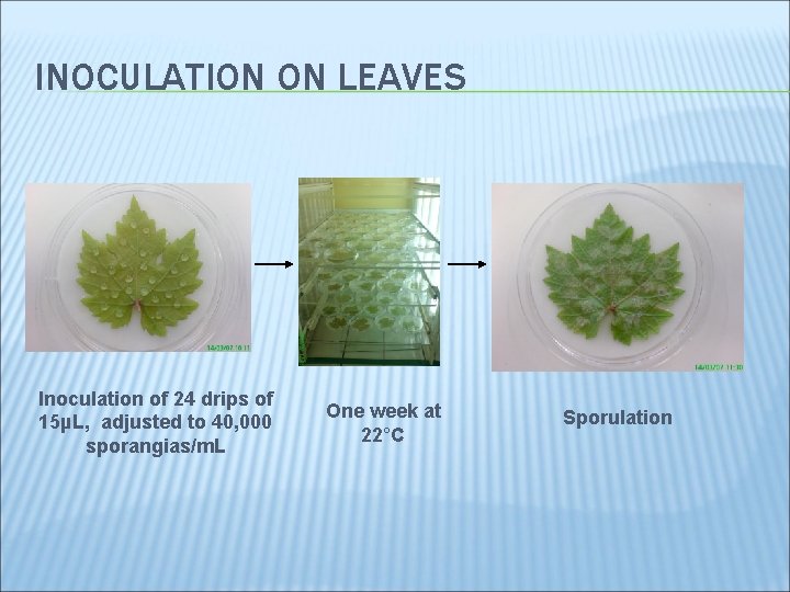INOCULATION ON LEAVES Inoculation of 24 drips of 15µL, adjusted to 40, 000 sporangias/m.