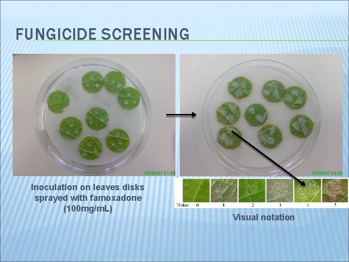 FUNGICIDE SCREENING Inoculation on leaves disks sprayed with famoxadone (100 mg/m. L) Visual notation