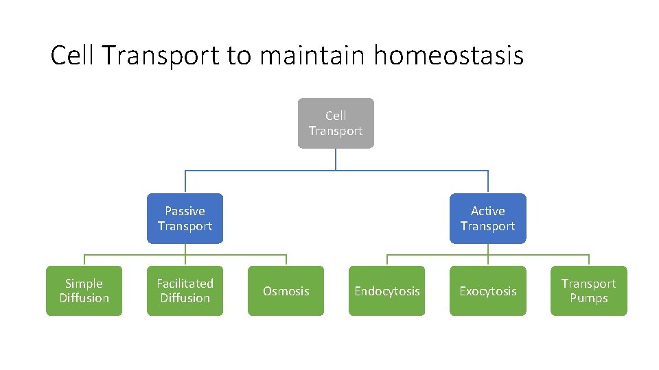 Cell Transport to maintain homeostasis Cell Transport Passive Transport Simple Diffusion Facilitated Diffusion Active