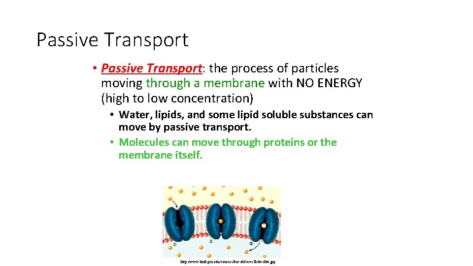 Passive Transport • Passive Transport: the process of particles moving through a membrane with