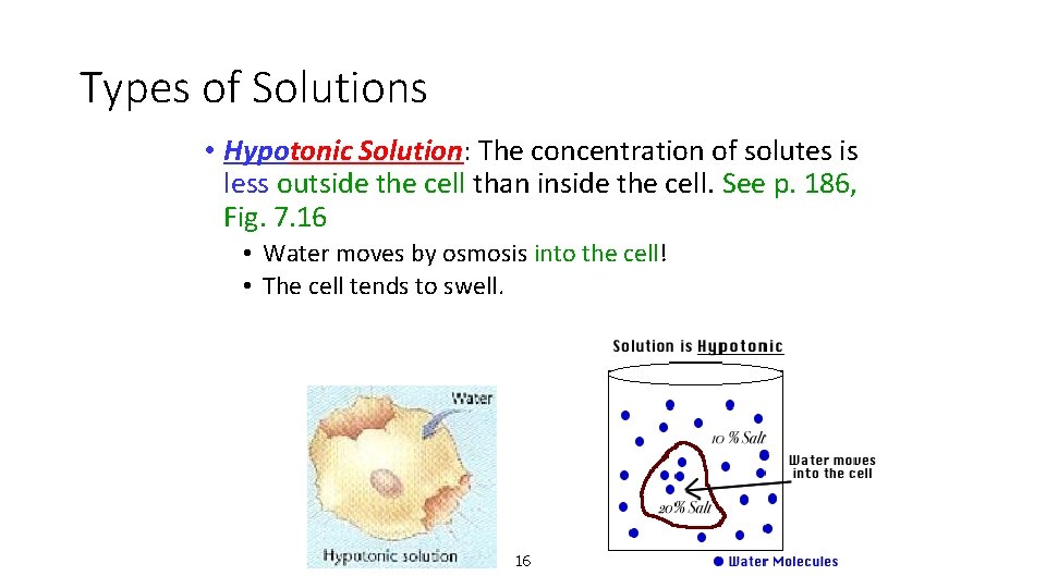Types of Solutions • Hypotonic Solution: The concentration of solutes is less outside the