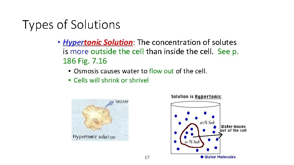 Types of Solutions • Hypertonic Solution: The concentration of solutes is more outside the