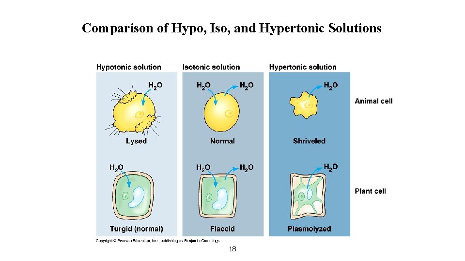 Comparison of Hypo, Iso, and Hypertonic Solutions 18 