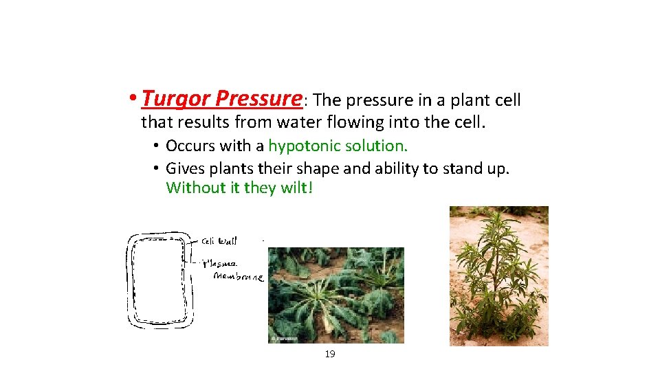  • Turgor Pressure: The pressure in a plant cell that results from water