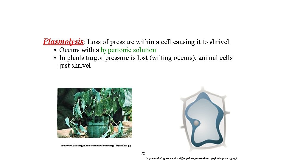 Plasmolysis: Loss of pressure within a cell causing it to shrivel • Occurs with