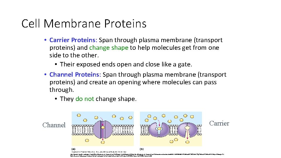 Cell Membrane Proteins • Carrier Proteins: Span through plasma membrane (transport proteins) and change