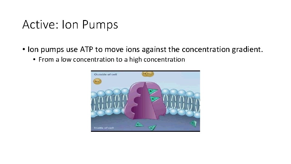 Active: Ion Pumps • Ion pumps use ATP to move ions against the concentration