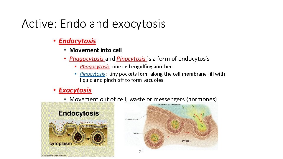 Active: Endo and exocytosis • Endocytosis • Movement into cell • Phagocytosis and Pinocytosis