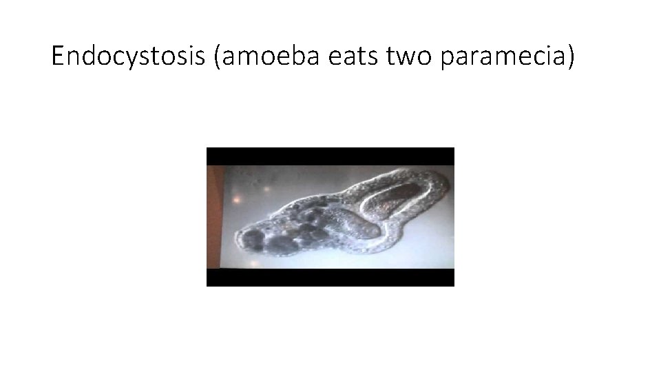 Endocystosis (amoeba eats two paramecia) 