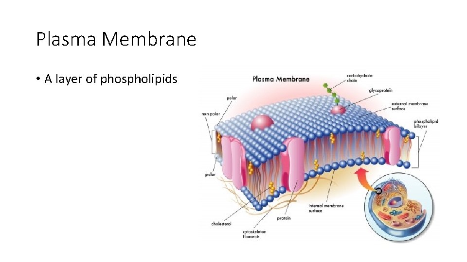 Plasma Membrane • A layer of phospholipids 