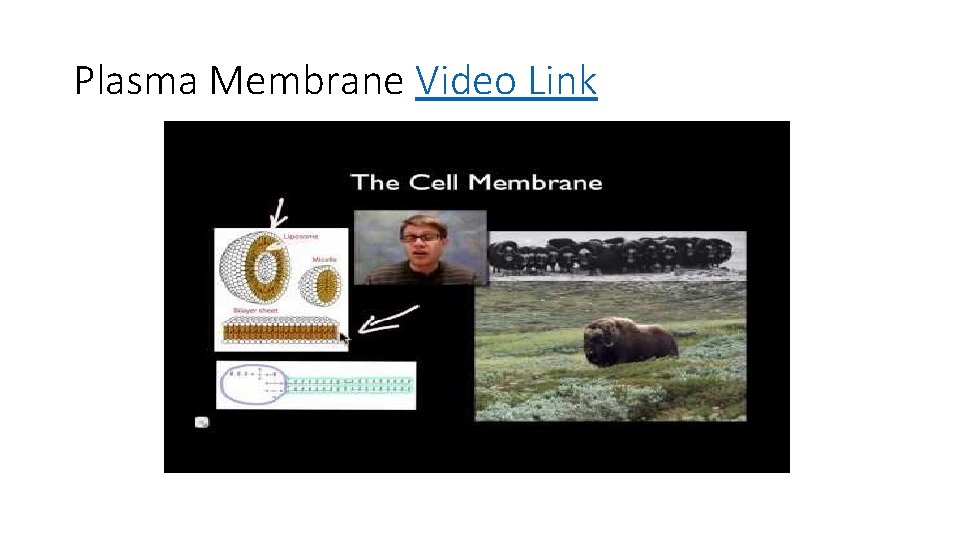 Plasma Membrane Video Link 