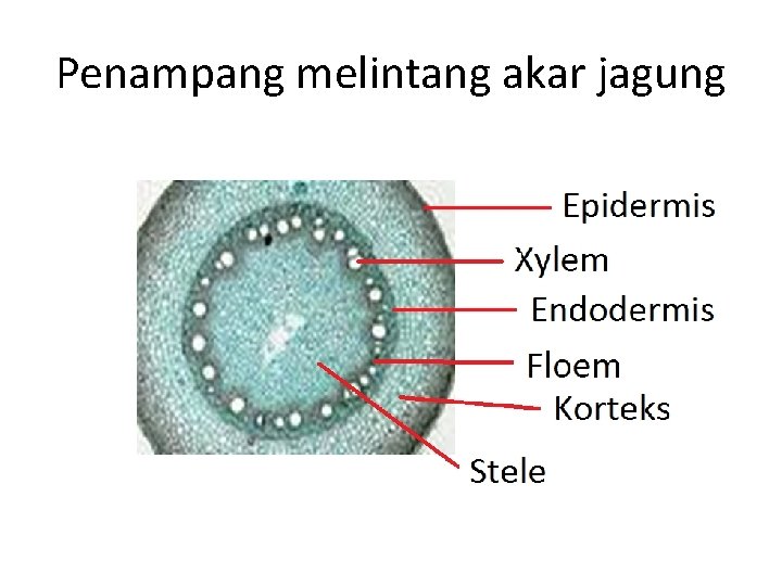 Penampang melintang akar jagung 