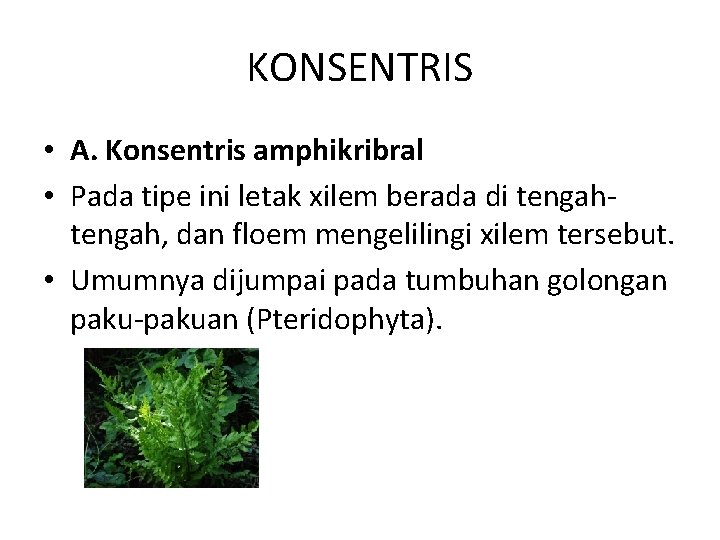 KONSENTRIS • A. Konsentris amphikribral • Pada tipe ini letak xilem berada di tengah,