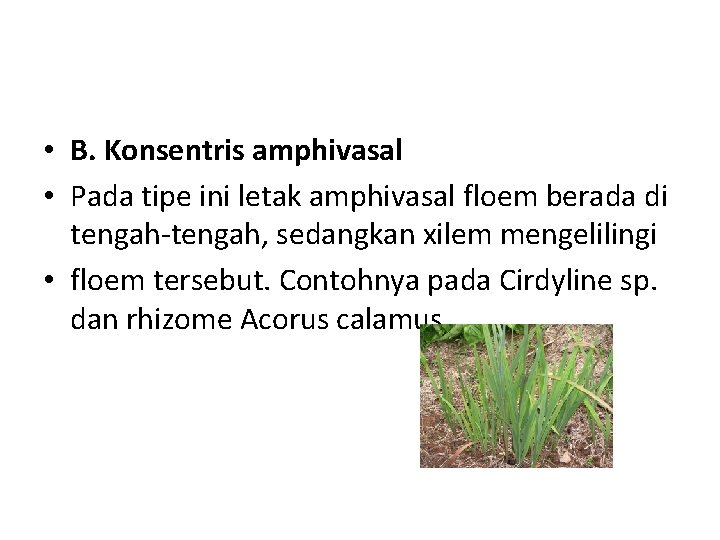  • B. Konsentris amphivasal • Pada tipe ini letak amphivasal floem berada di