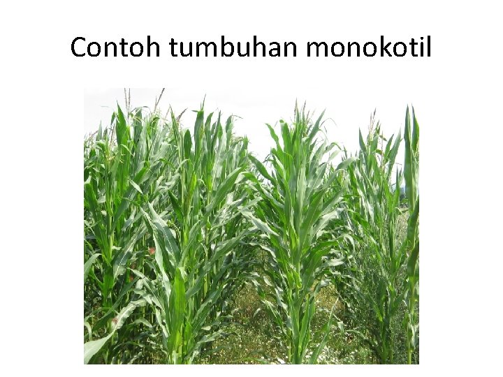 Contoh tumbuhan monokotil 