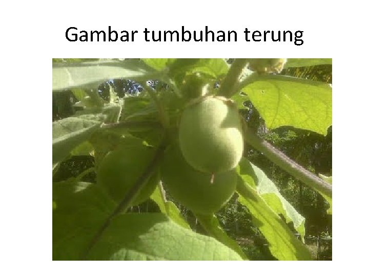 Gambar tumbuhan terung 