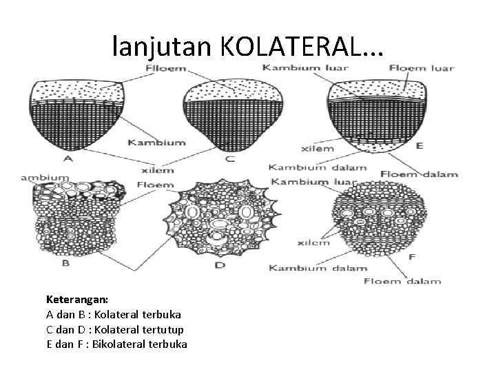 lanjutan KOLATERAL. . . Keterangan: A dan B : Kolateral terbuka C dan D