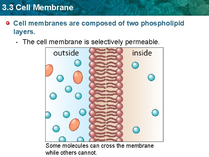 3. 3 Cell Membrane Cell membranes are composed of two phospholipid layers. • The