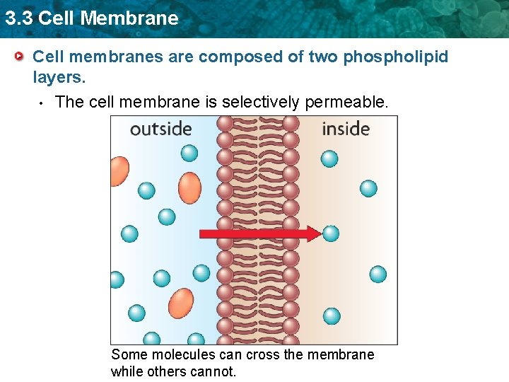 3. 3 Cell Membrane Cell membranes are composed of two phospholipid layers. • The
