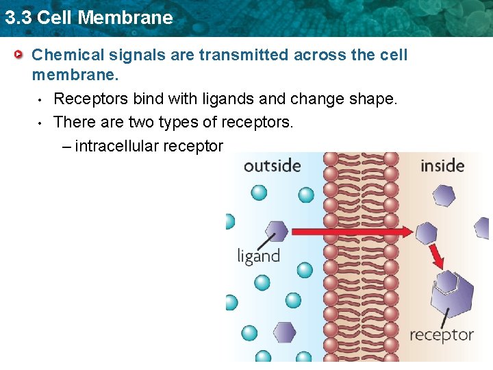 3. 3 Cell Membrane Chemical signals are transmitted across the cell membrane. • Receptors