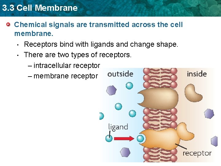 3. 3 Cell Membrane Chemical signals are transmitted across the cell membrane. • Receptors