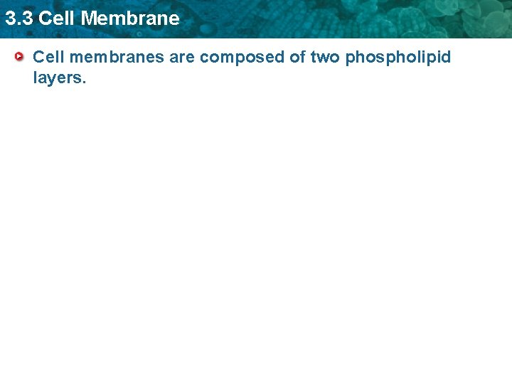 3. 3 Cell Membrane Cell membranes are composed of two phospholipid layers. 