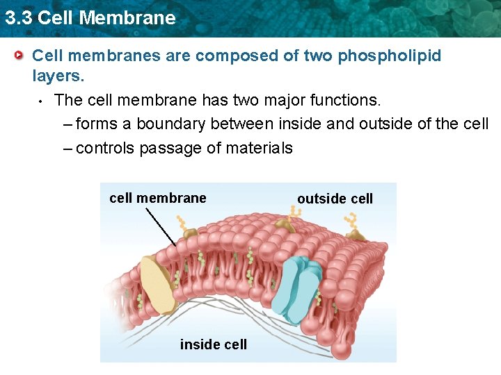 3. 3 Cell Membrane Cell membranes are composed of two phospholipid layers. • The
