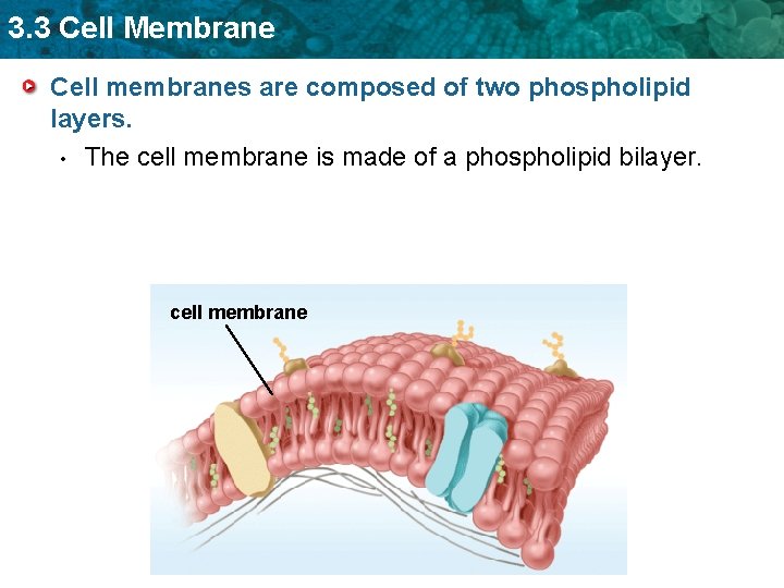 3. 3 Cell Membrane Cell membranes are composed of two phospholipid layers. • The
